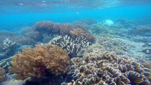 Coral Reefs around Pulau Tujuh