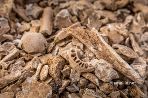 Human bones and remnants at the Tower of Silence