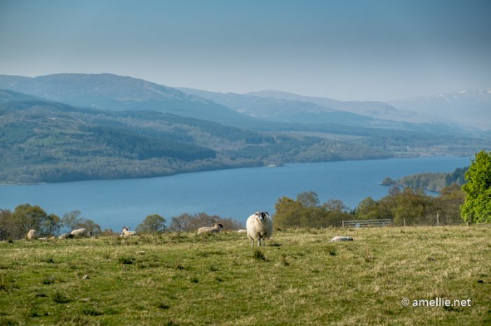 Sheep grazing near Loch Tay